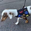 Easyfit Dog Harness - Size XL